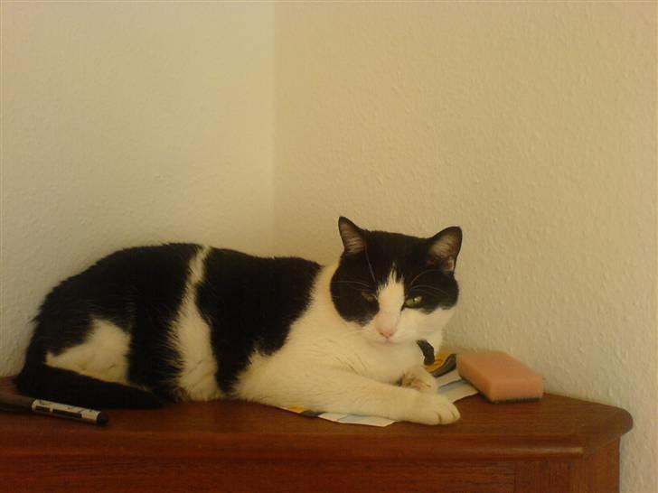 Huskat Buster billede 19