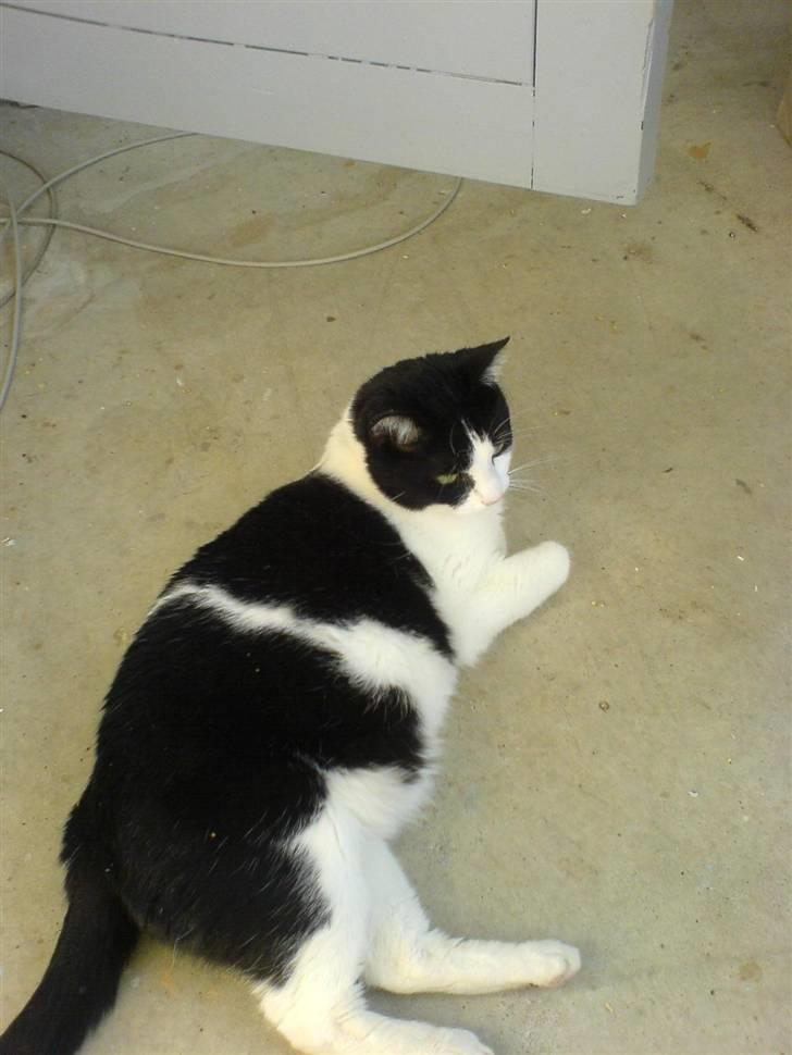 Huskat Buster - Tja man skal jo også flade ud ind imellem  billede 20