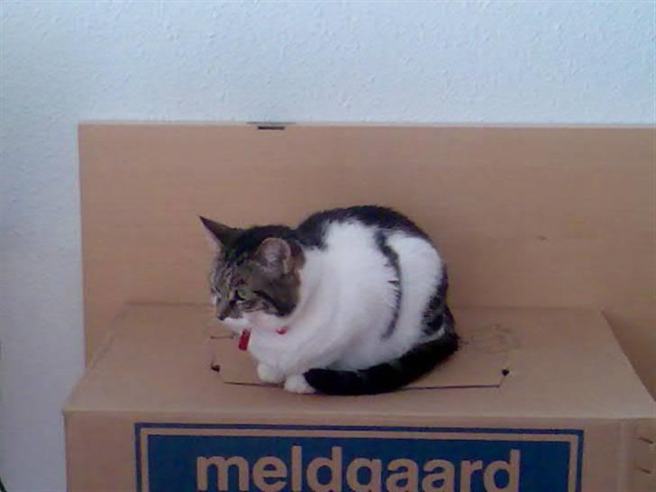 Huskat Freja billede 20