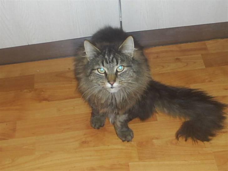 Blanding af racer Milo billede 11