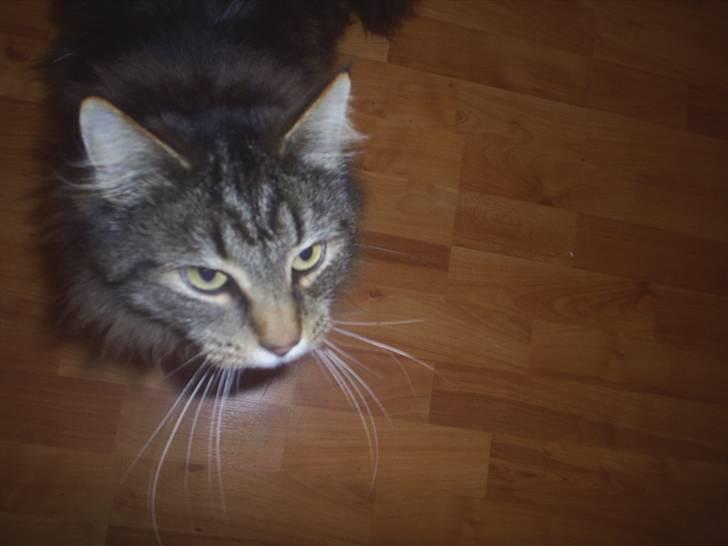 Blanding af racer Milo billede 12