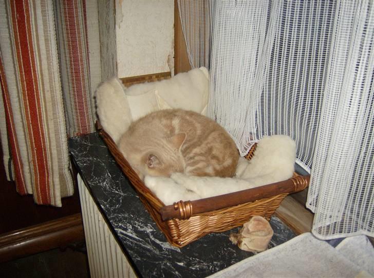 Huskat Mini billede 7