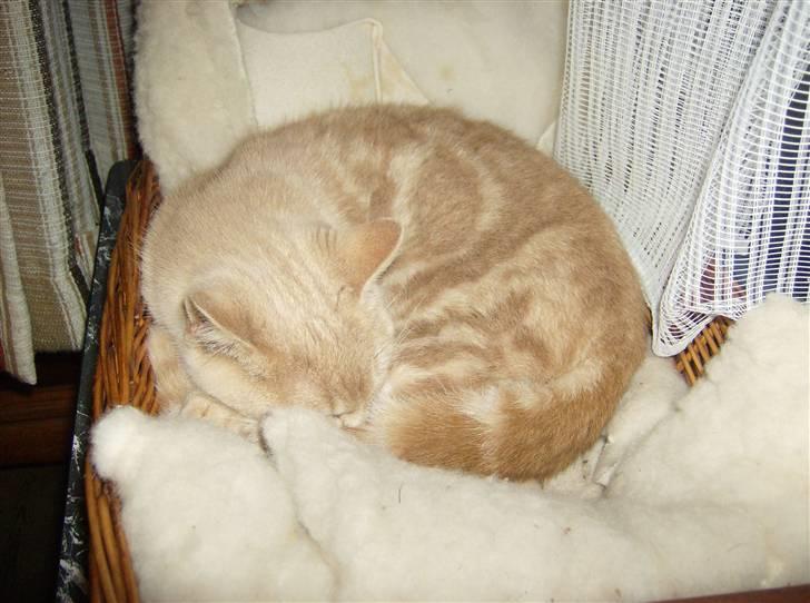 Huskat Mini billede 8