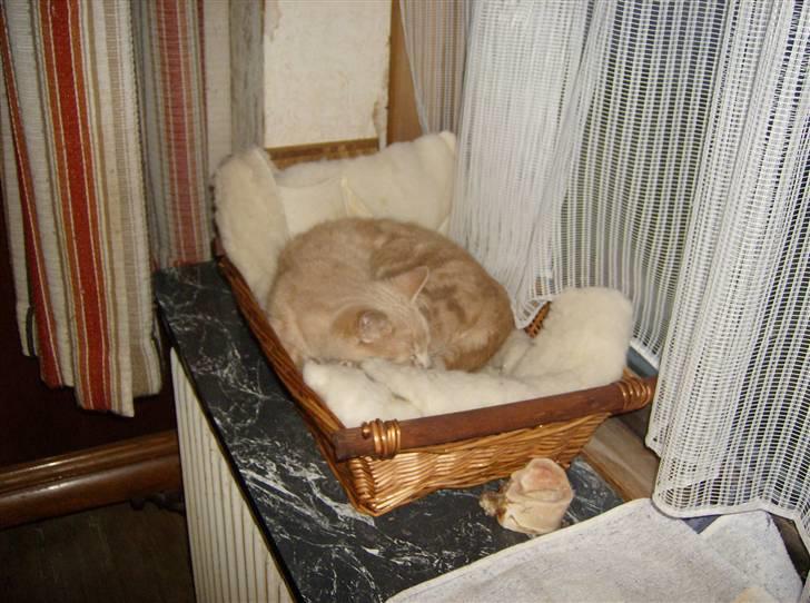 Huskat Mini billede 9