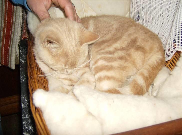 Huskat Mini billede 10