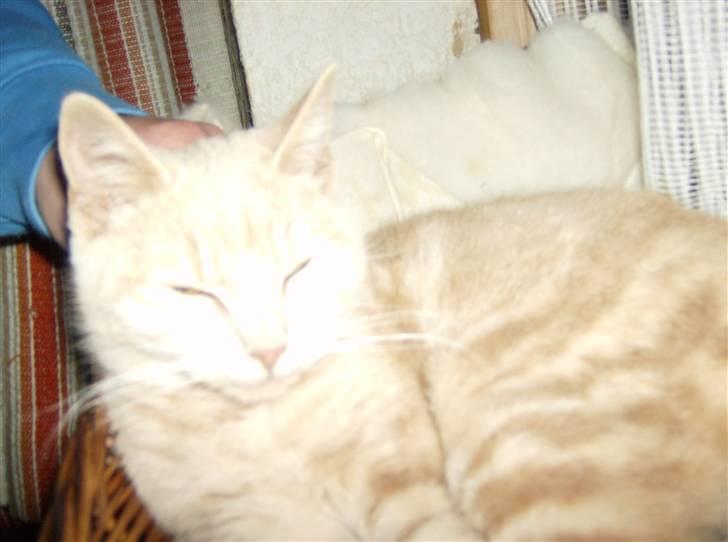 Huskat Mini billede 11