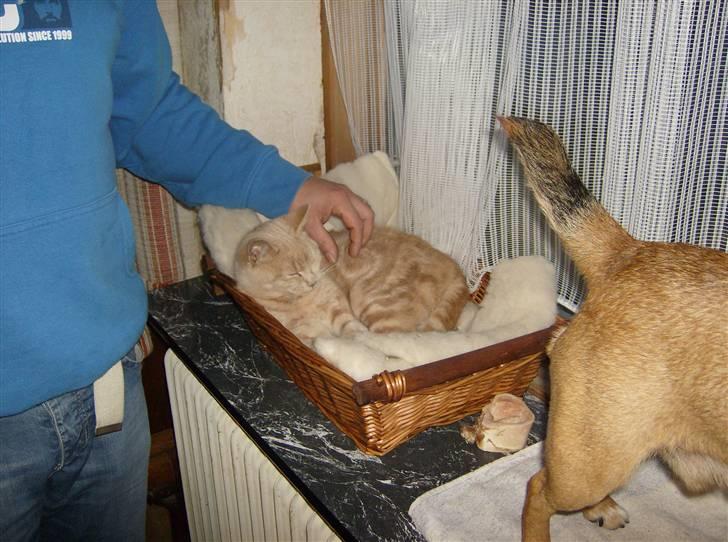 Huskat Mini billede 12