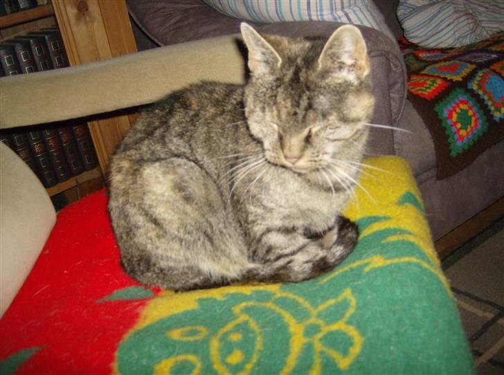 Huskat Mini - Min mor Pelle Grisen :) billede 14