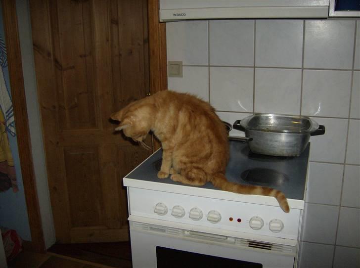 Huskat Teddy billede 13