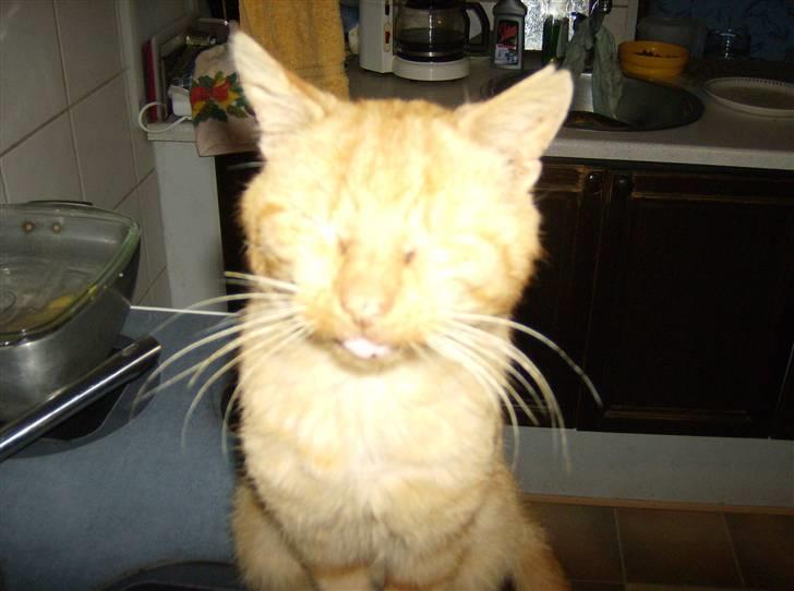 Huskat Teddy billede 14