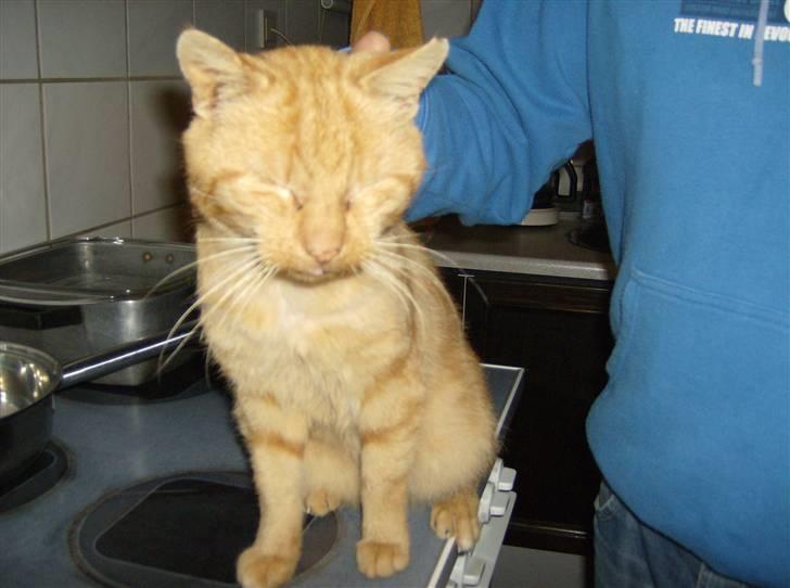 Huskat Teddy billede 15