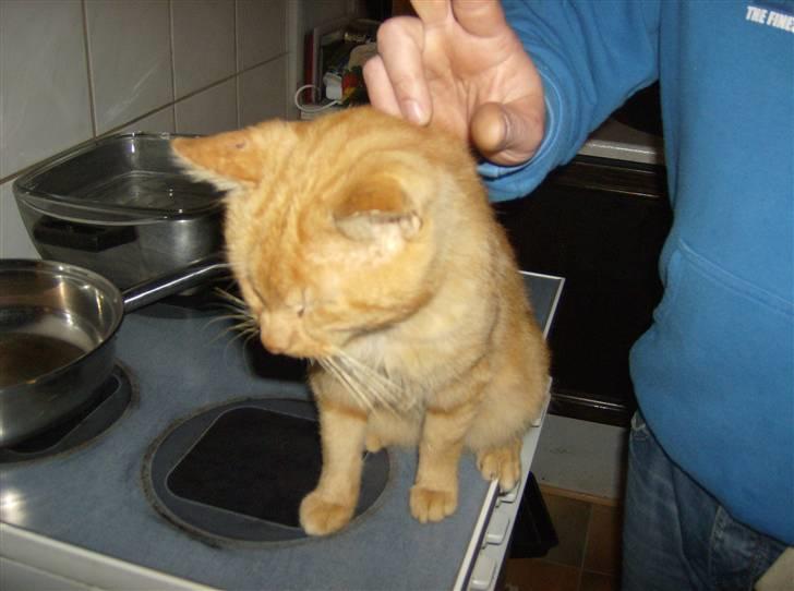 Huskat Teddy billede 16