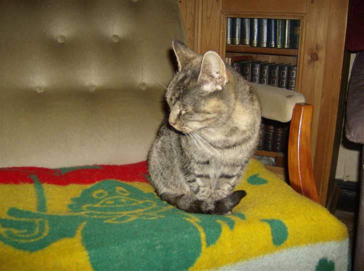 Huskat Teddy - Min mor Pelle Grisen billede 17