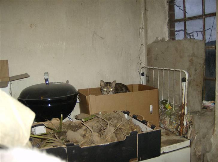 Huskat Molly billede 9