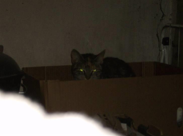 Huskat Molly billede 10