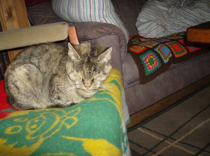 Huskat Pelle Grisen billede 2