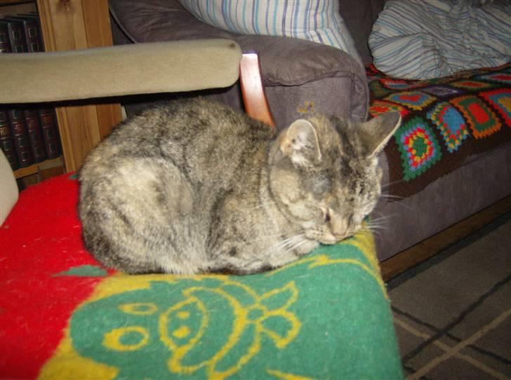 Huskat Pelle Grisen billede 3