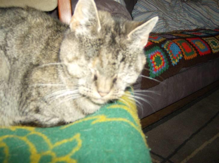 Huskat Pelle Grisen billede 4