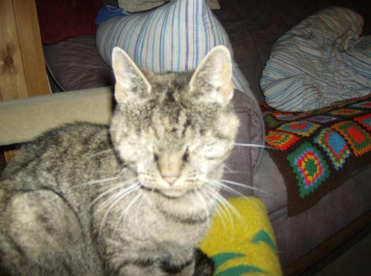 Huskat Pelle Grisen billede 5