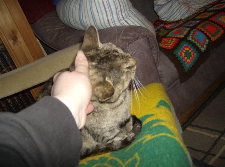 Huskat Pelle Grisen billede 7