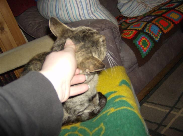 Huskat Pelle Grisen billede 8