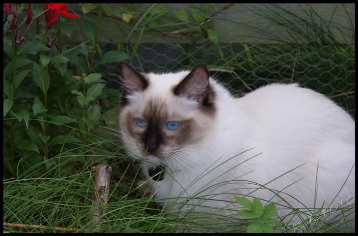 Ragdoll Eddie (R.I.P) billede 19