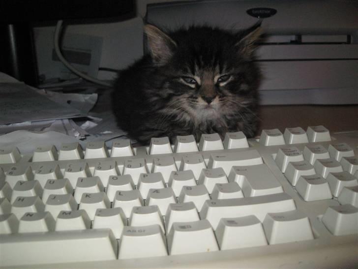 Blanding af racer Lille Miv billede 9