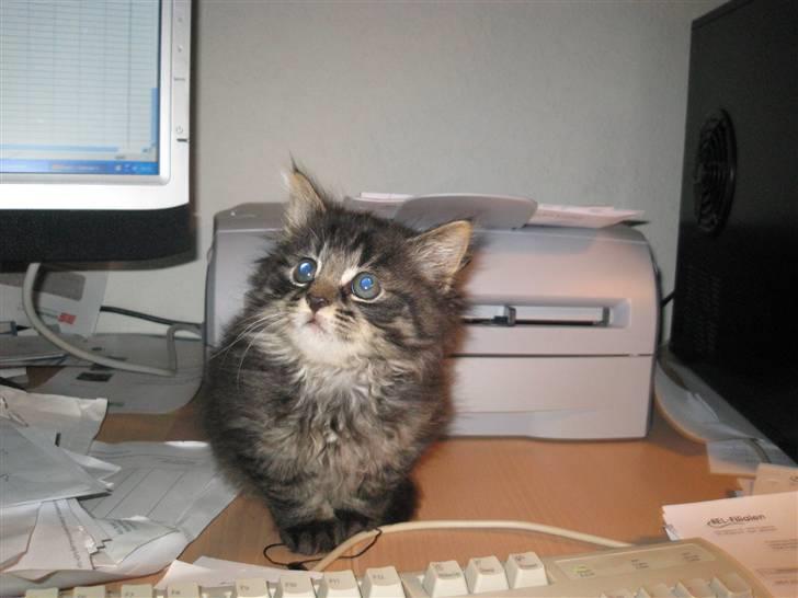 Blanding af racer Lille Miv billede 10