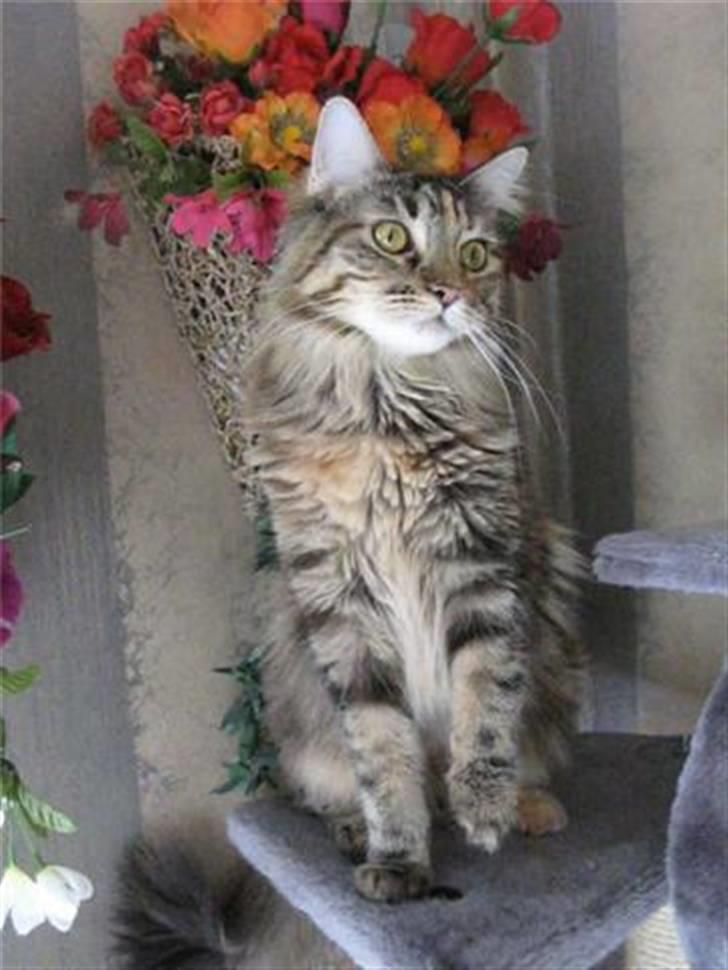 Maine Coon DeDe - DeDe´s mor  billede 8