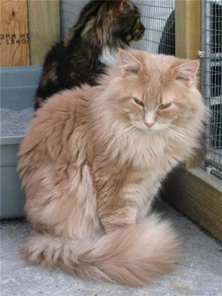 Maine Coon DeDe - DeDe`s far Samson  billede 9