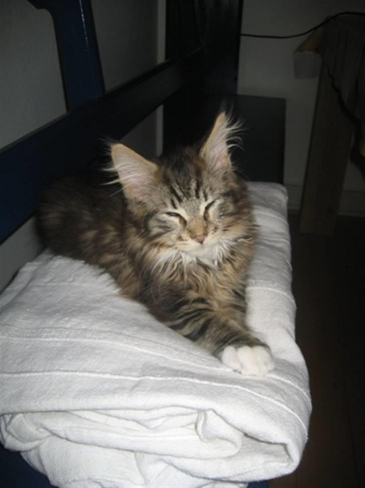 Maine Coon Monster (Mons) - putteberg! billede 11