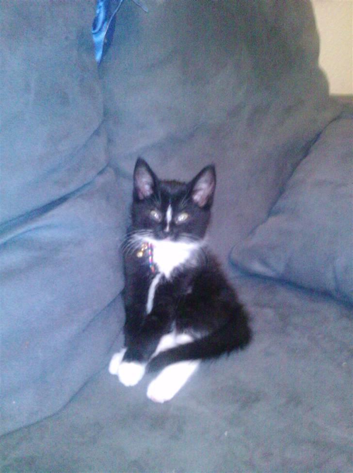 Huskat Kittie *Solgt* billede 1