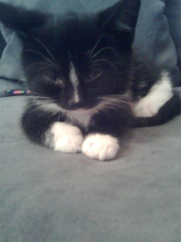 Huskat Kittie *Solgt* billede 2