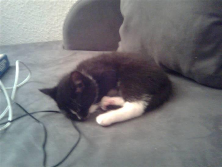 Huskat Kittie *Solgt* billede 3