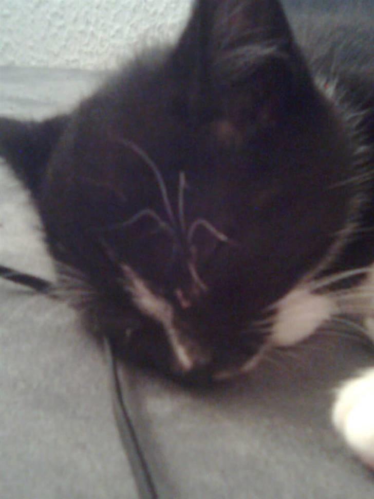 Huskat Kittie *Solgt* billede 4