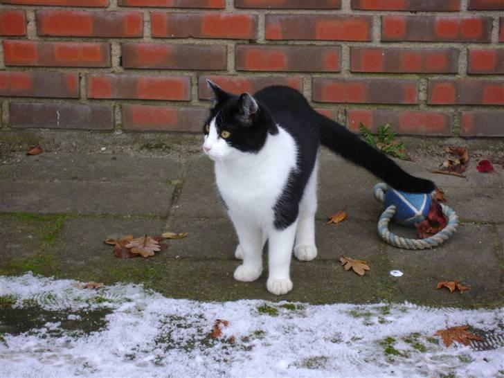 Huskat Tristan billede 6