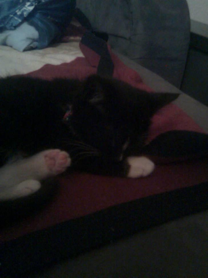 Huskat Kittie *Solgt* billede 5