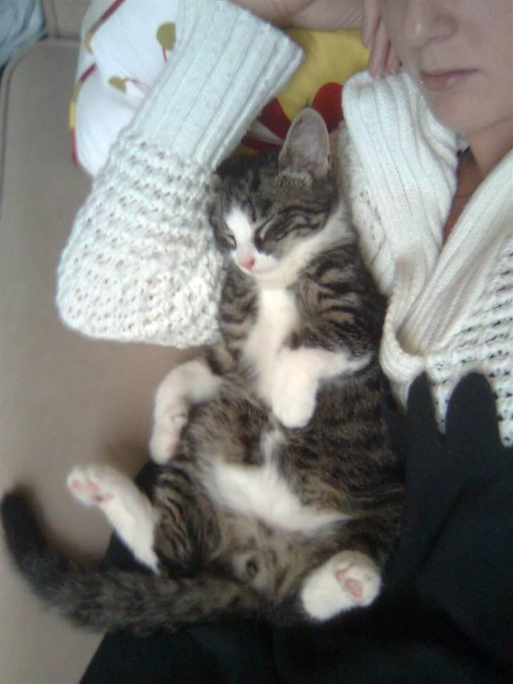 Huskat Morgan billede 5