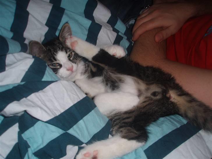 Huskat Morgan billede 6