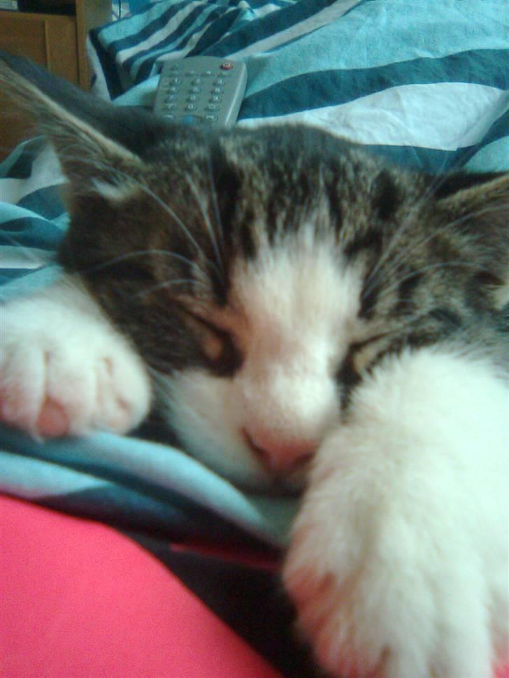 Huskat Morgan billede 7