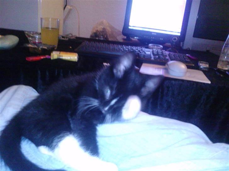 Huskat Kittie *Solgt* billede 6