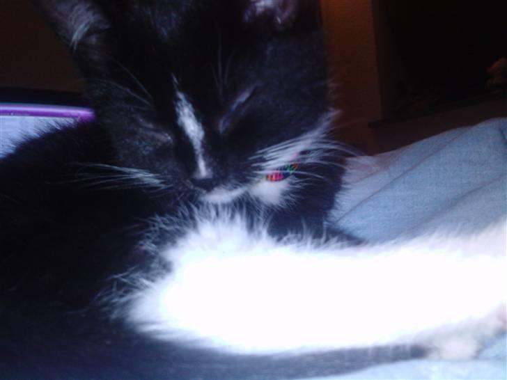 Huskat Kittie *Solgt* billede 7