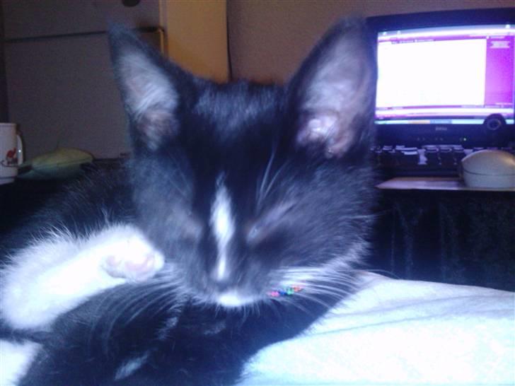 Huskat Kittie *Solgt* billede 8