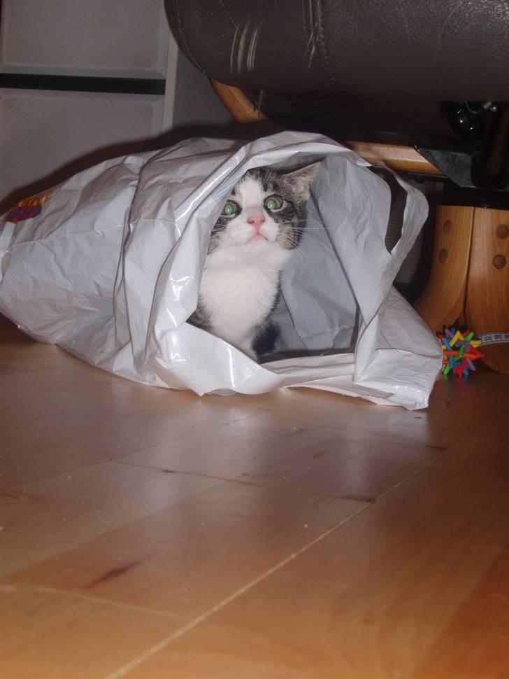 Huskat Morgan billede 8