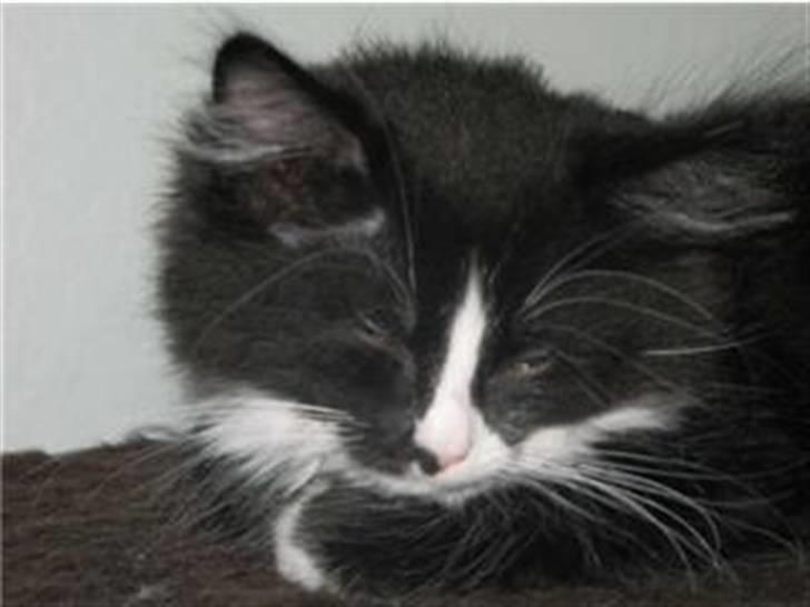 Maine Coon Ronja billede 1