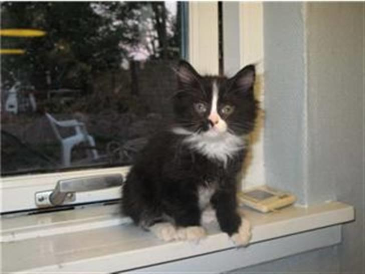 Maine Coon Ronja billede 2