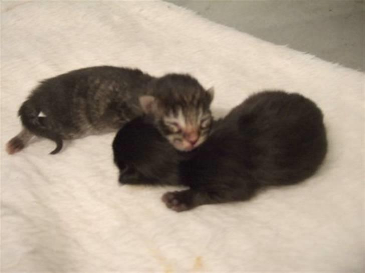 Maine Coon Ronja billede 3