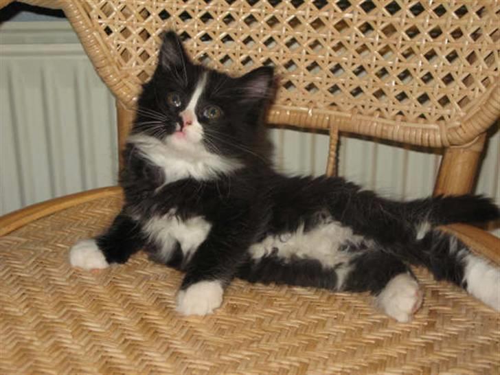 Maine Coon Ronja billede 4