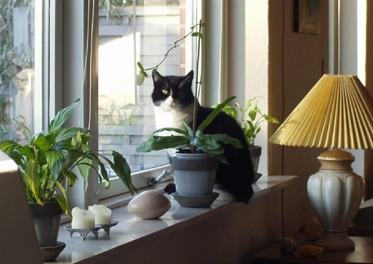 Huskat Figaro billede 9