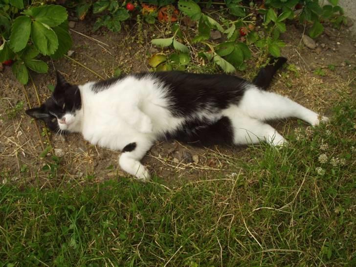 Huskat Figaro billede 10